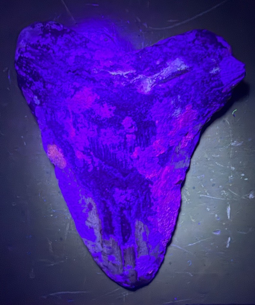 Super Rare 4” Megalodon Shark Tooth Fossil UV Fluorescent Coral North Carolina