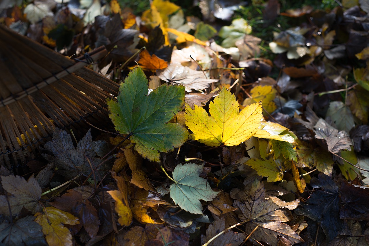 rake leaf