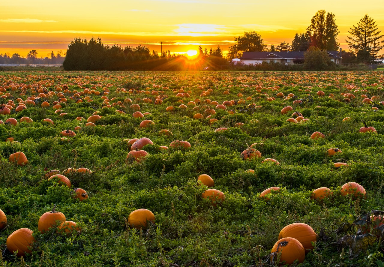 pumpkin-field
